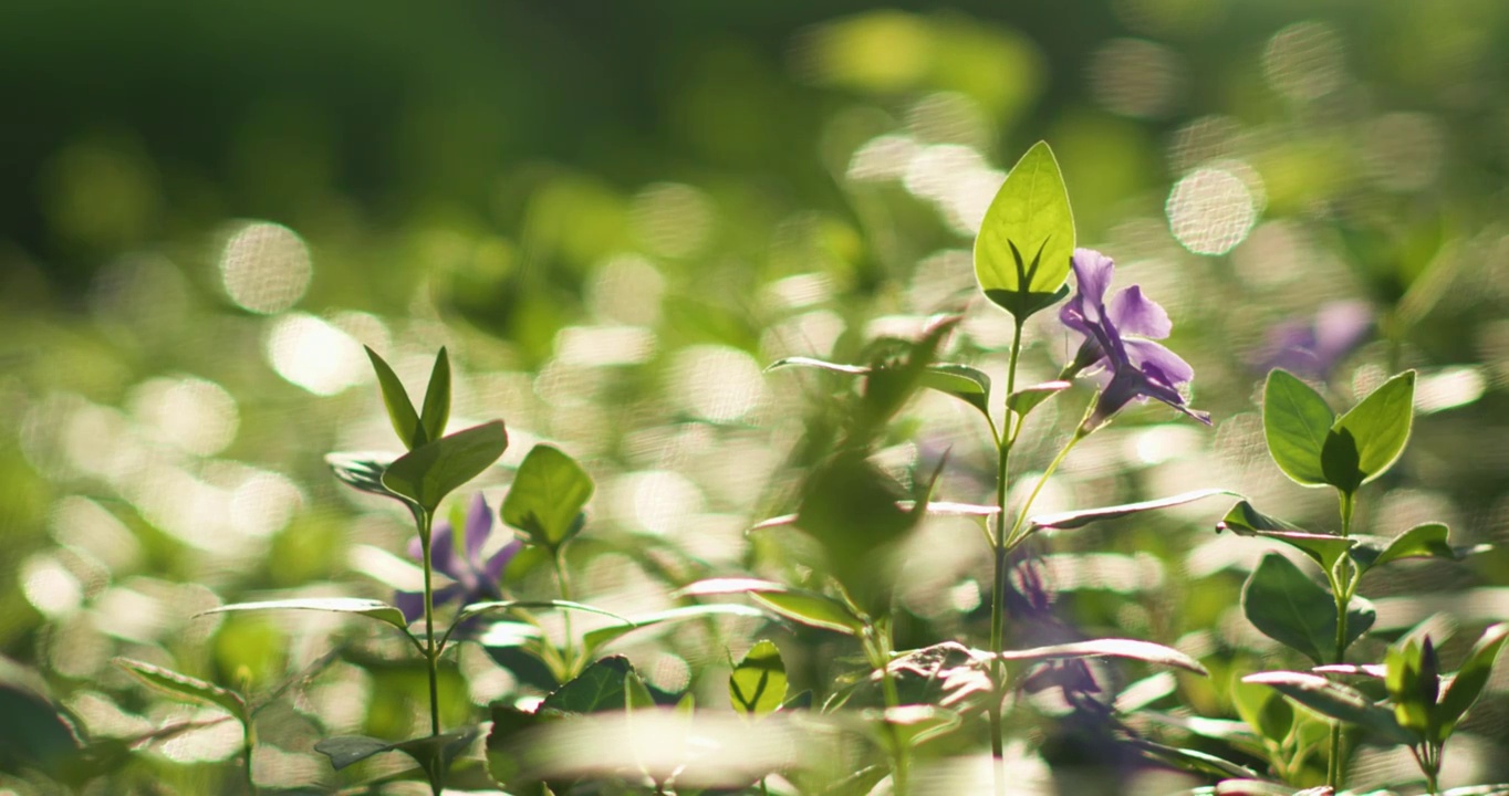 夏日阳光穿透花草手拂花朵视频购买