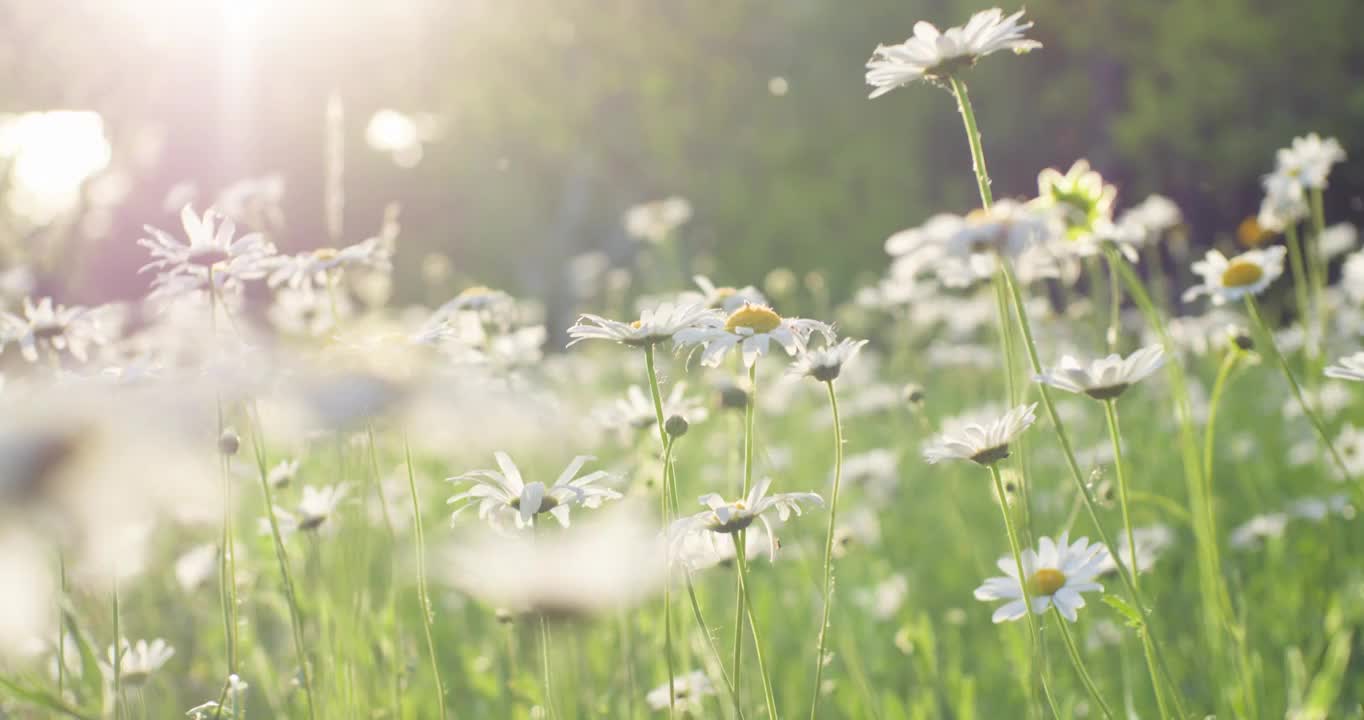 夏日阳光穿透花草手拂花朵视频购买