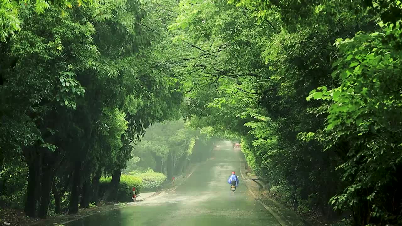 绿色树林覆盖的公路雨天的氛围感视频素材