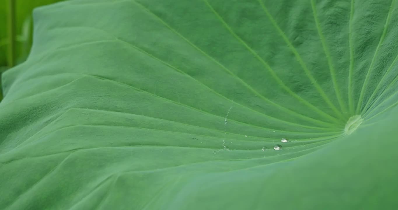 荷叶上的露珠视频素材