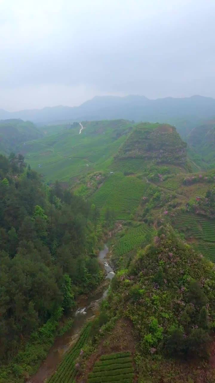 雾中的茶山航拍视频素材