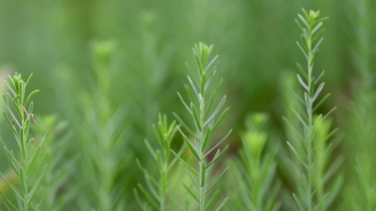 春天夏天里的绿植特写视频素材