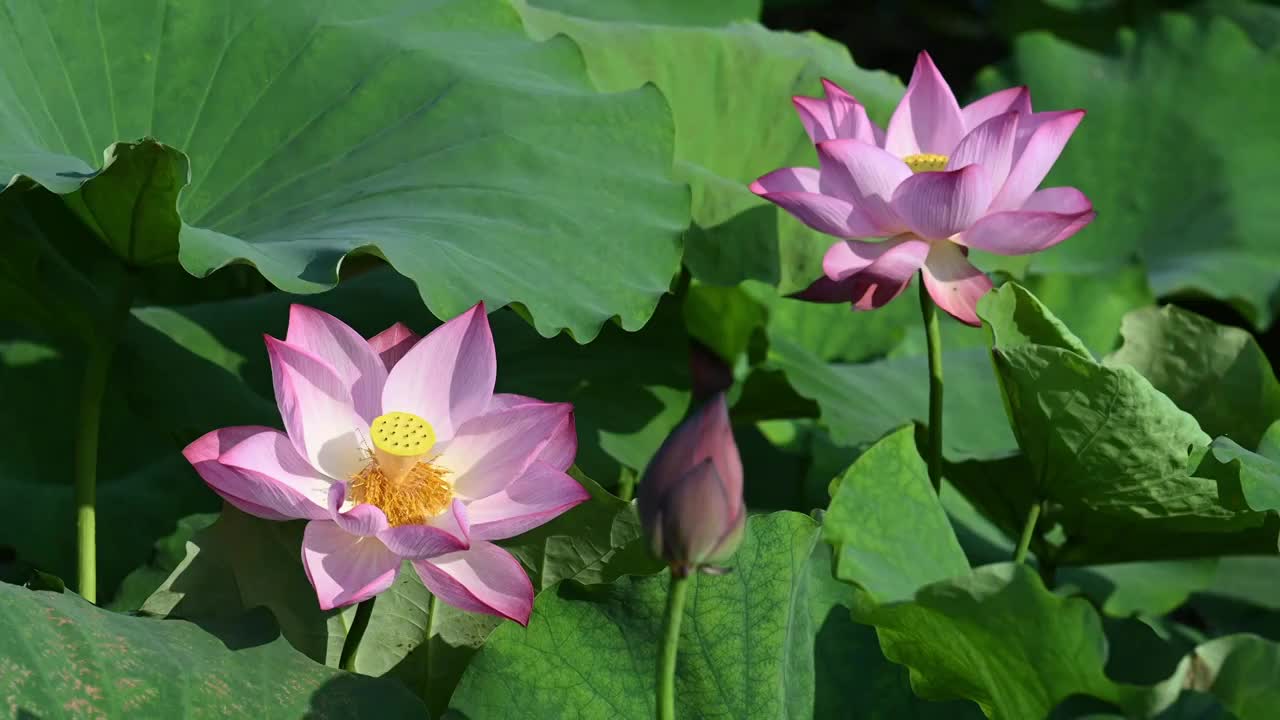 夏季盛开的荷花视频素材