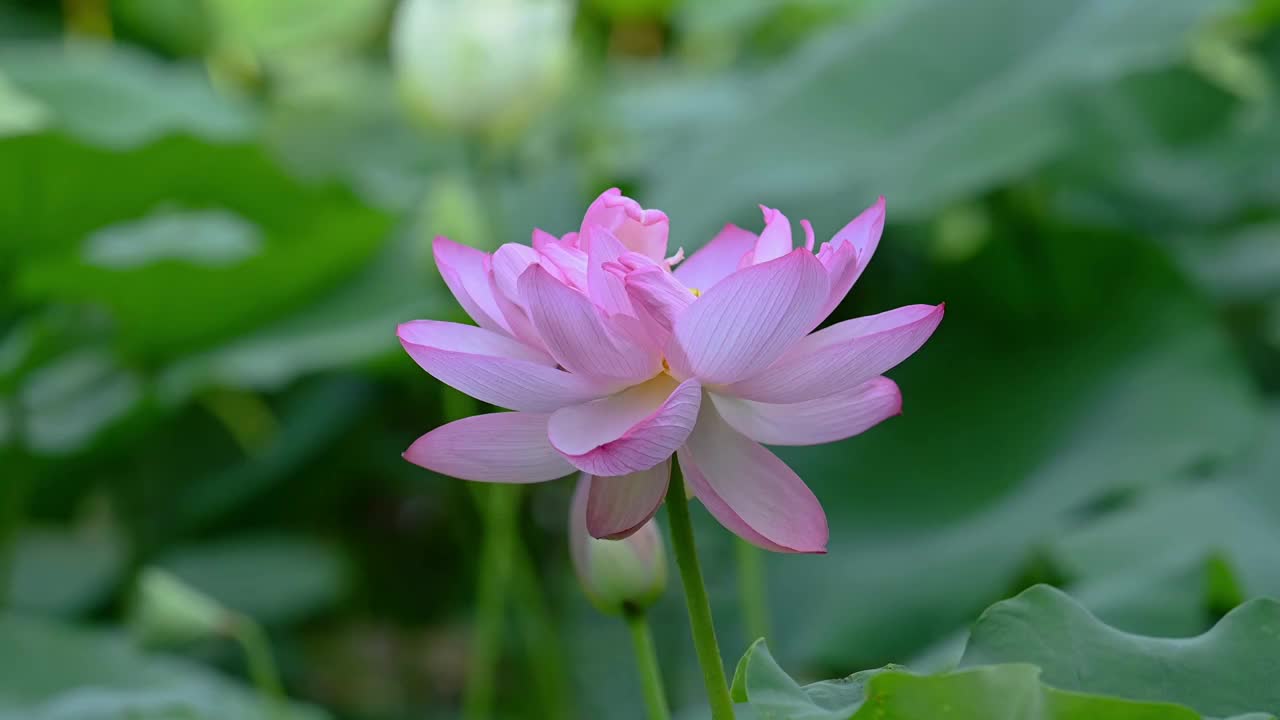 夏季盛开的荷花视频素材