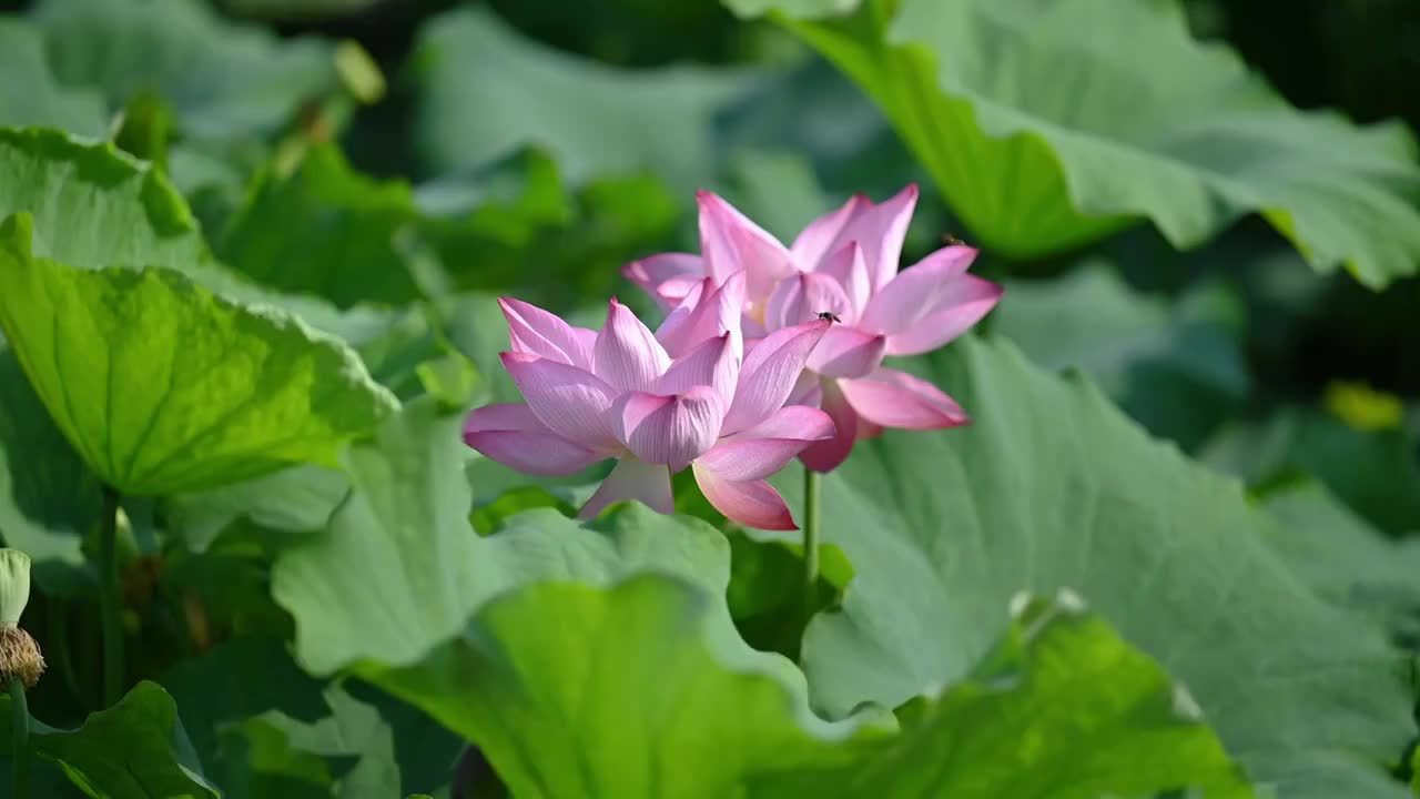 夏天盛开的荷花视频素材