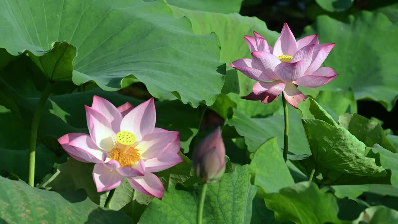 夏天盛开的荷花视频素材