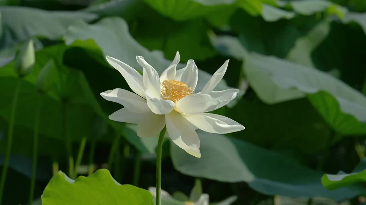 夏天盛开的荷花视频素材