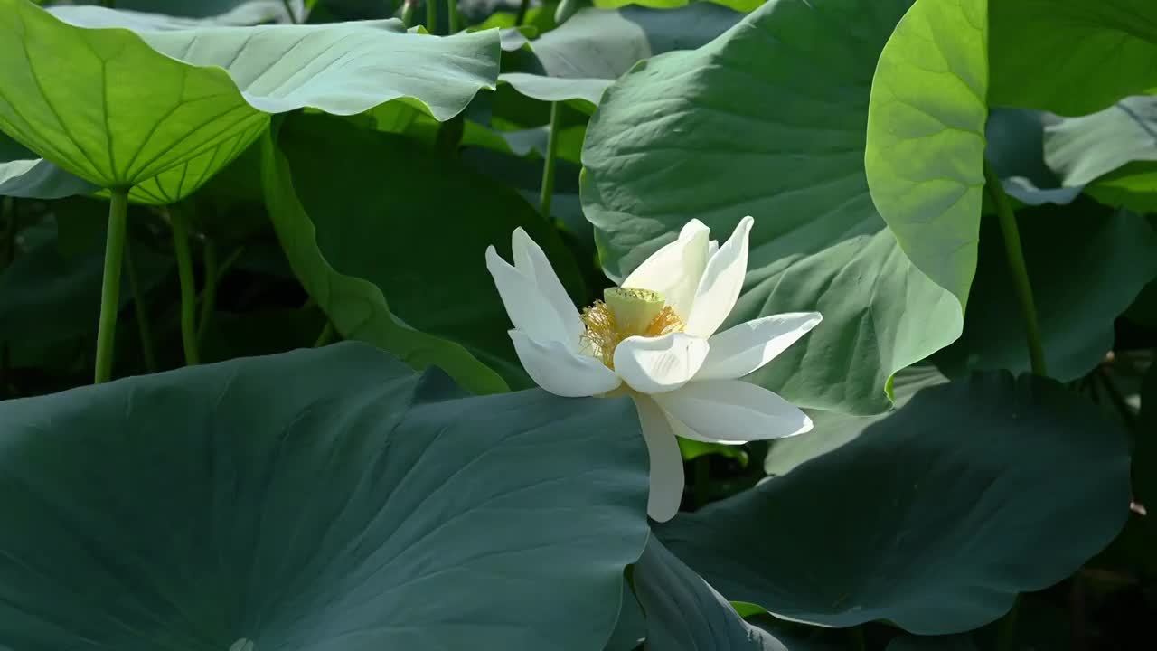 盛开的荷花视频素材