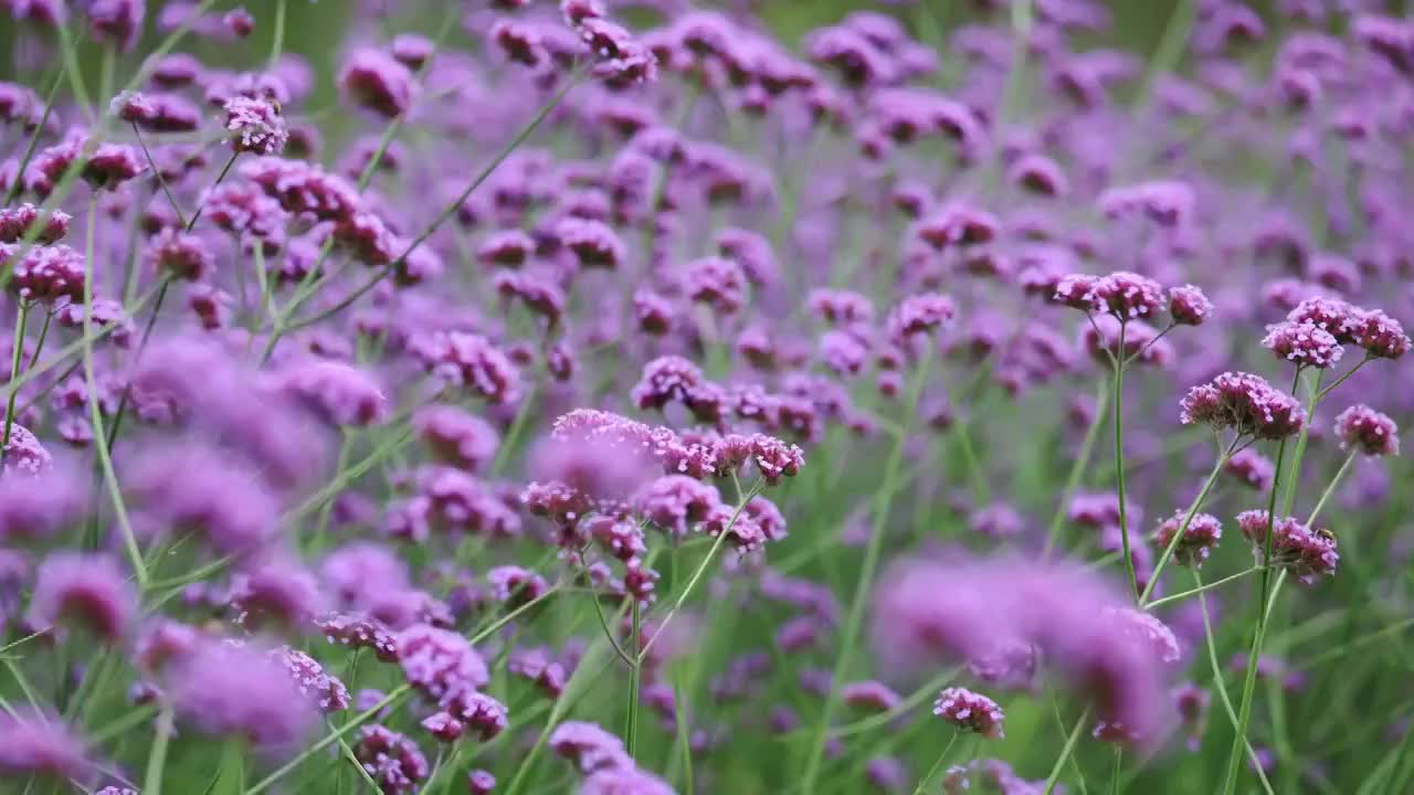 紫色马鞭草随风飘动视频素材