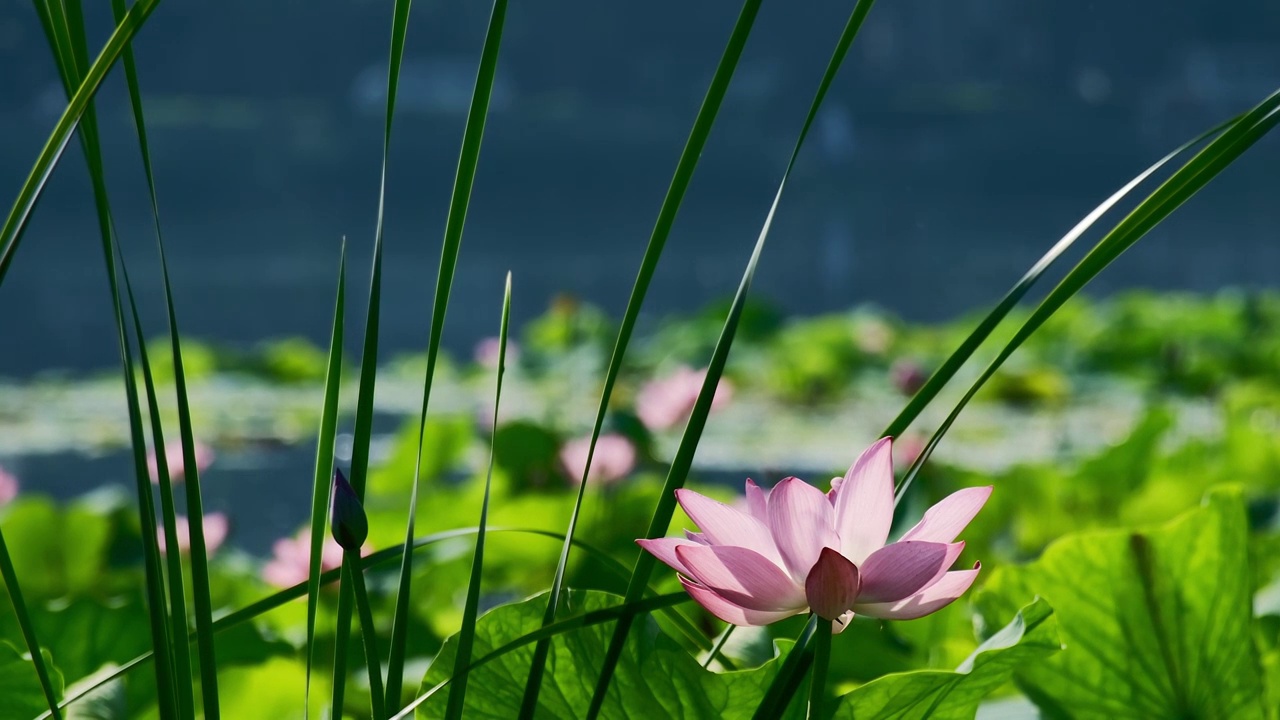 荷花特写4K慢镜视频素材