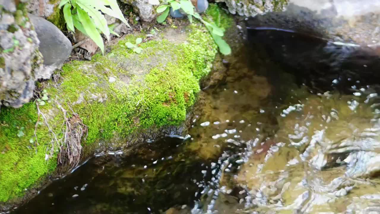 清澈的溪水沿山涧缓缓流淌发出潺潺声音冲刷着厚厚苔藓水源溪水湍急形成了泉水瀑布原生态水资源清澈透明山泉视频素材