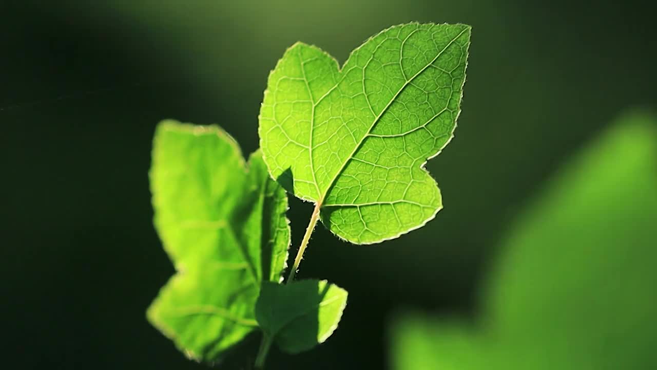 清晨的阳光下森林中的一片绿叶视频素材