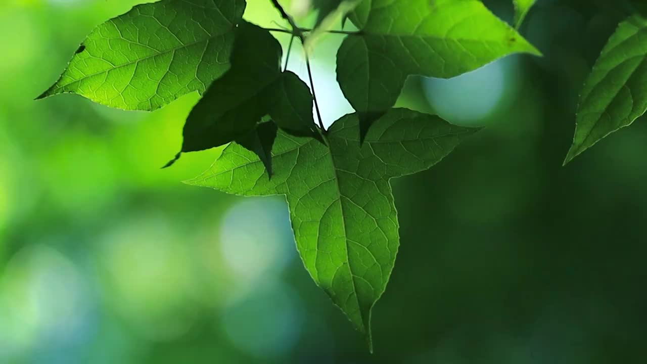 清晨阳光照进森林光斑背景的下的绿叶视频素材