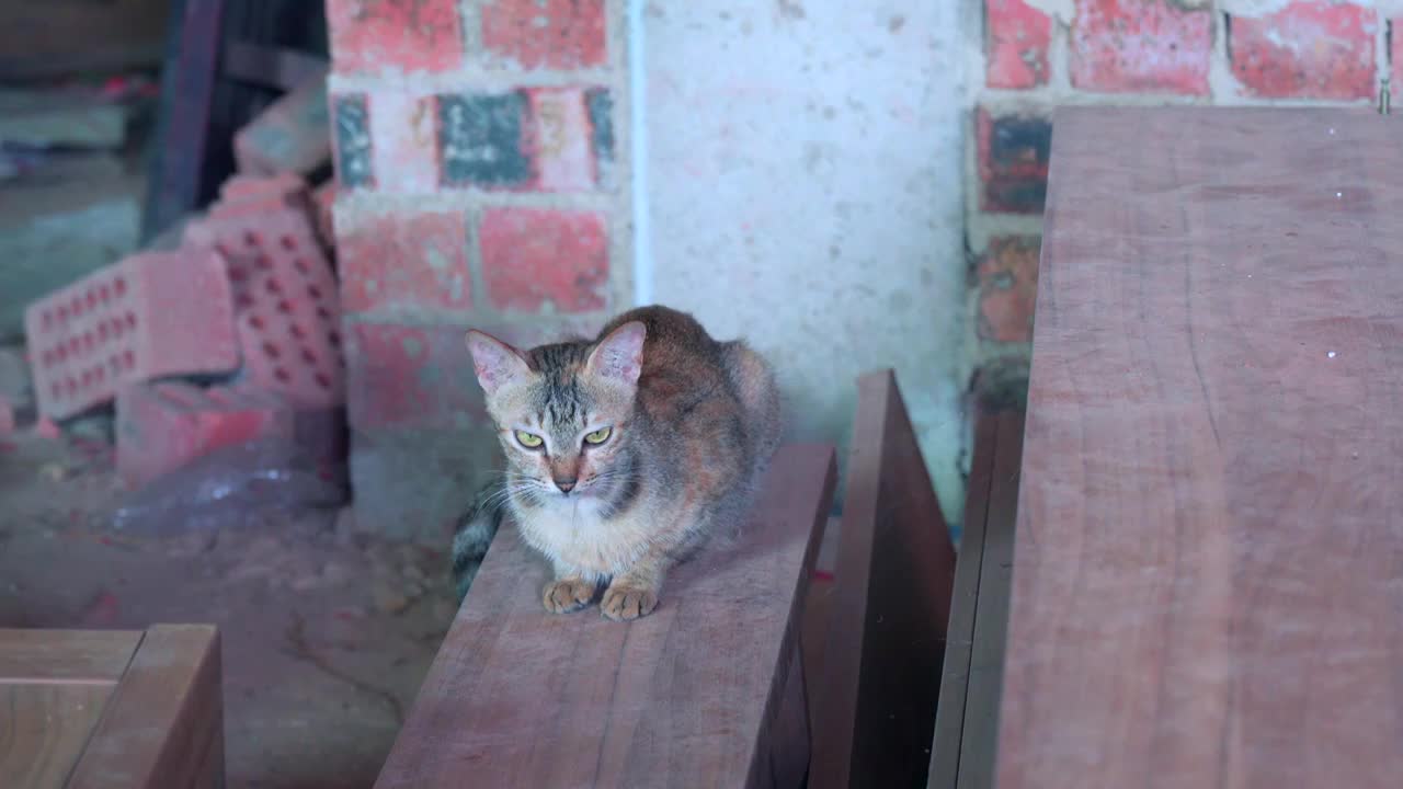 乡村杂物间里的母猫和小猫视频素材