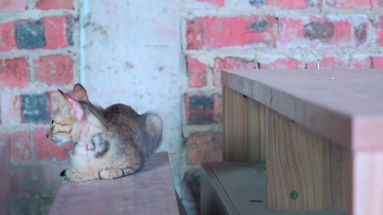 乡村杂物间里的母猫和小猫视频素材