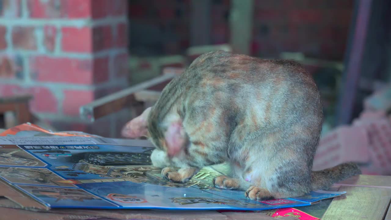 乡村杂物间里的母猫和小猫视频素材