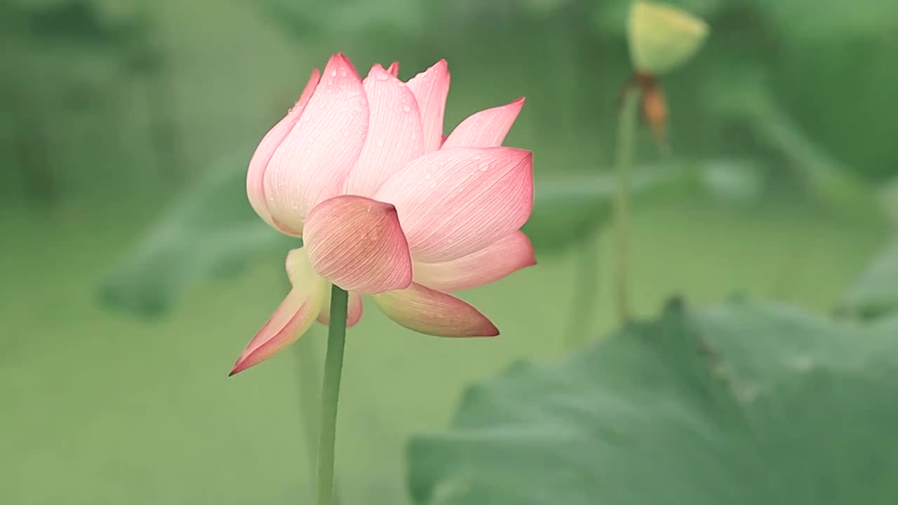 盛开的荷花花瓣在风中颤动视频素材