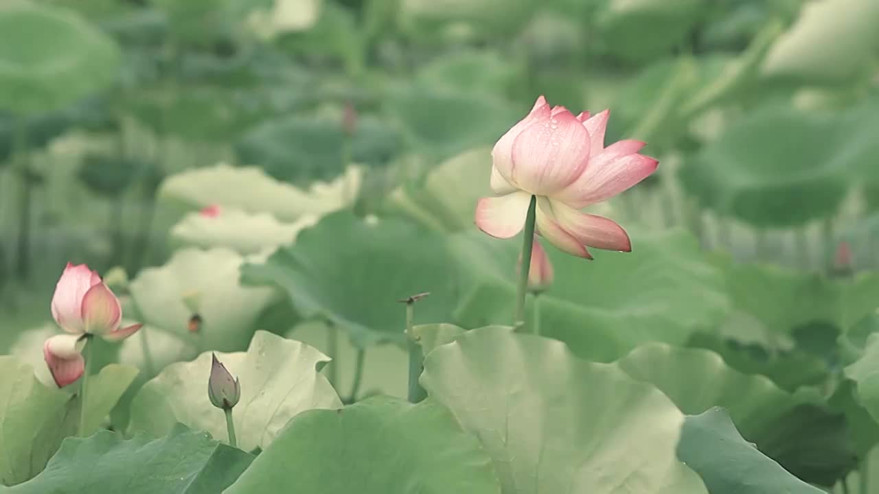 荷花淡雅国风之美视频素材