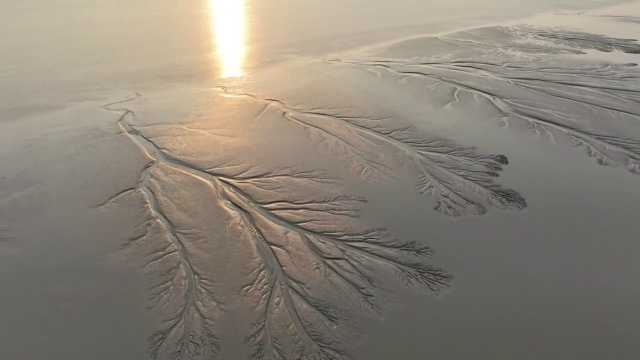 浙江嘉兴市海宁钱塘江夕阳下的潮汐树航拍视频素材