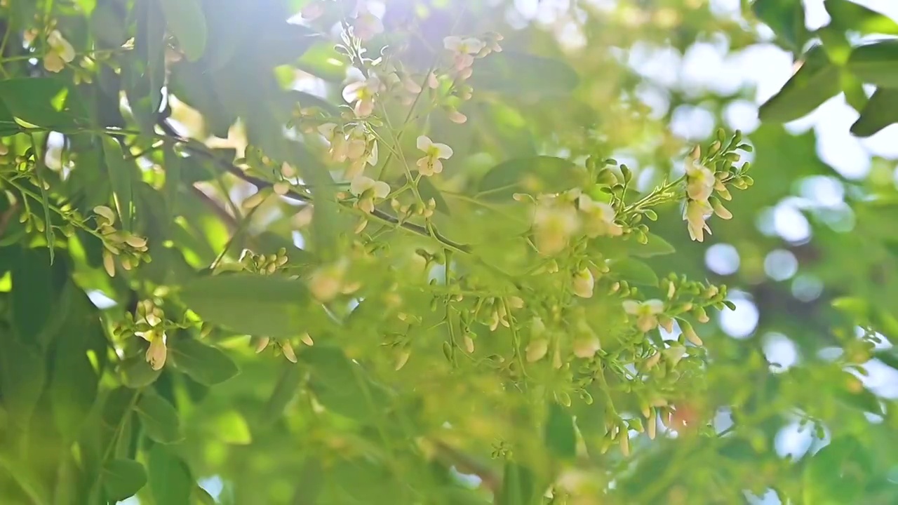 夏天的阳光透过槐树槐花逆光照射慢镜头视频素材