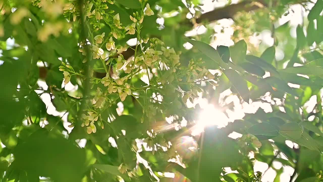 夏天的阳光透过槐树槐花逆光照射慢镜头视频素材