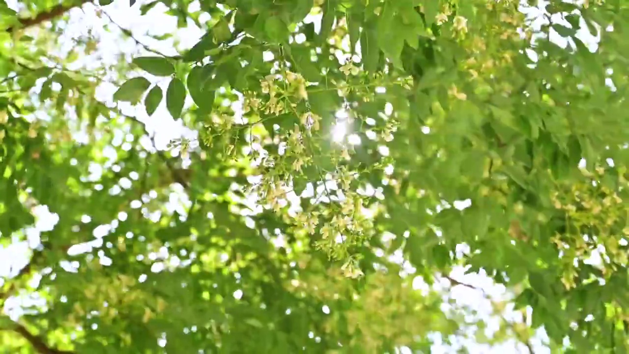 夏天的阳光透过槐树槐花逆光照射慢镜头视频素材