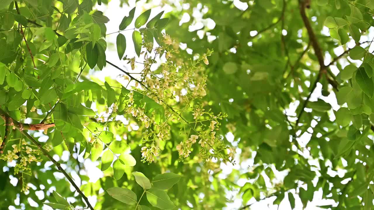 夏天的阳光透过槐树槐花逆光照射慢镜头视频素材