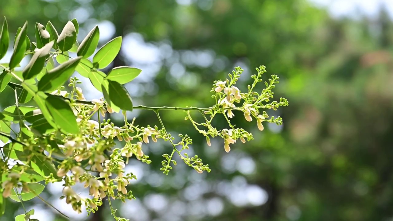 夏天的阳光透过槐树槐花逆光照射慢镜头视频素材