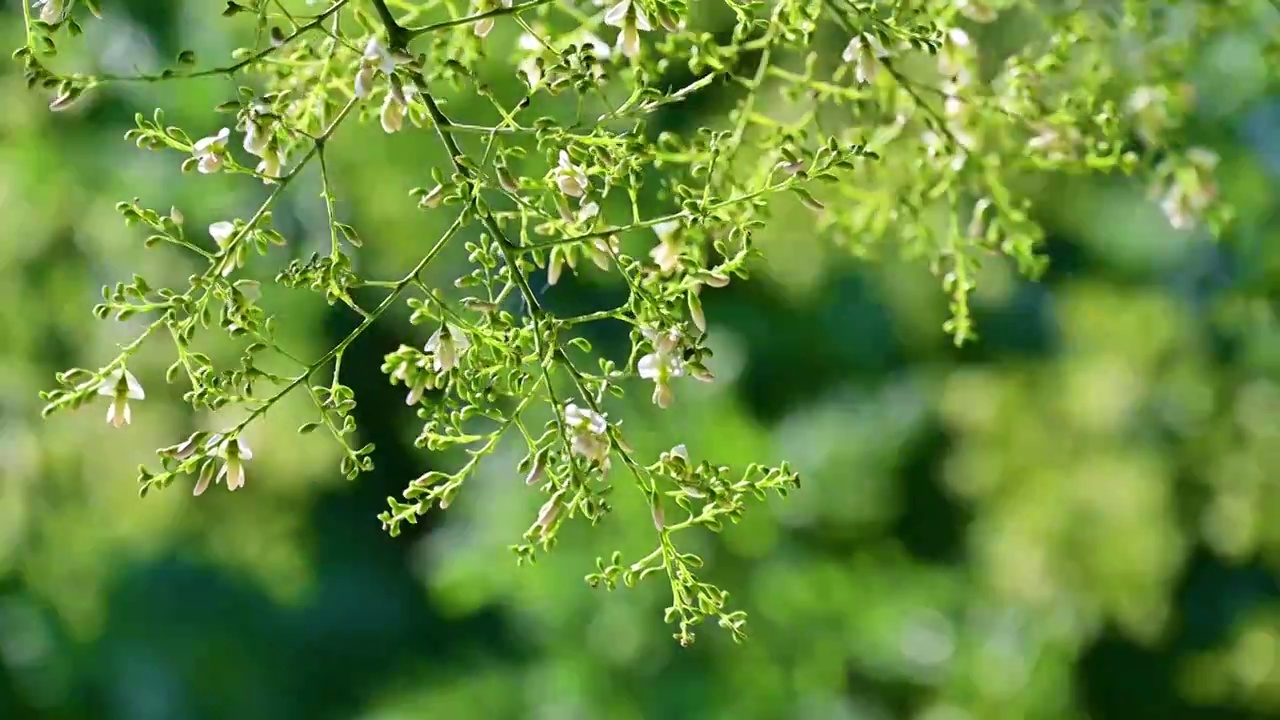 夏天的阳光透过槐树槐花逆光照射慢镜头视频素材