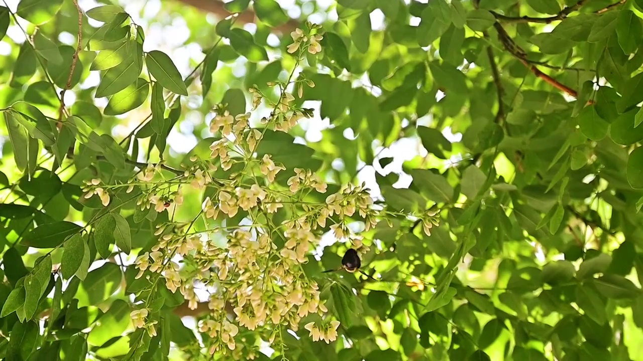 夏天的阳光透过槐树槐花逆光照射慢镜头视频素材