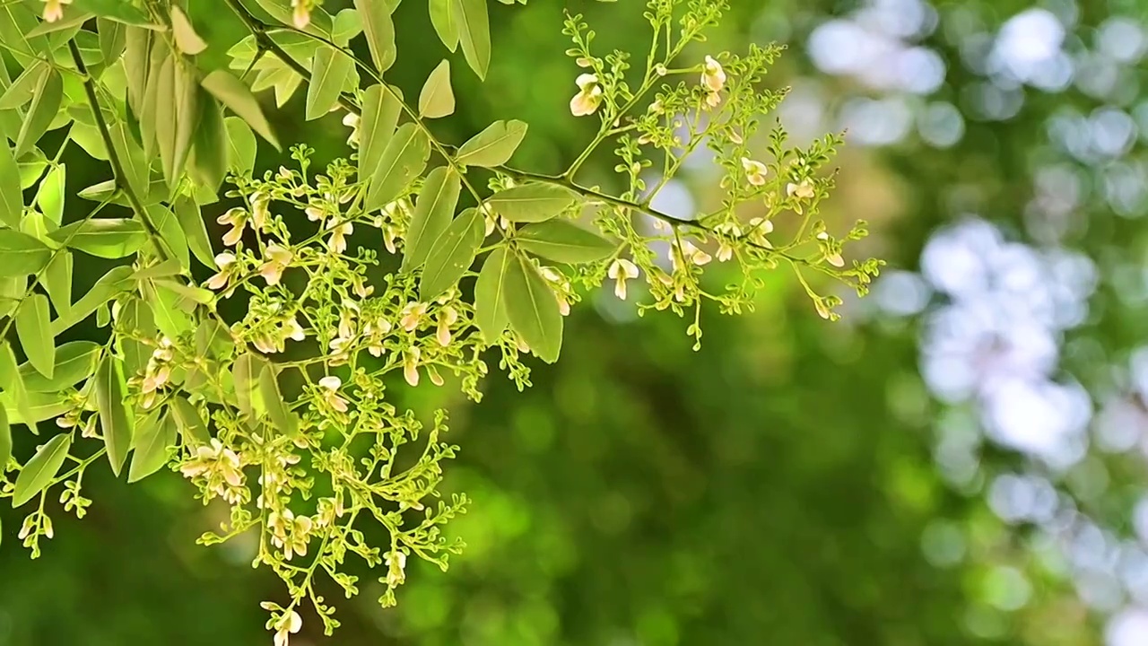 夏天的阳光透过槐树槐花逆光照射慢镜头视频素材