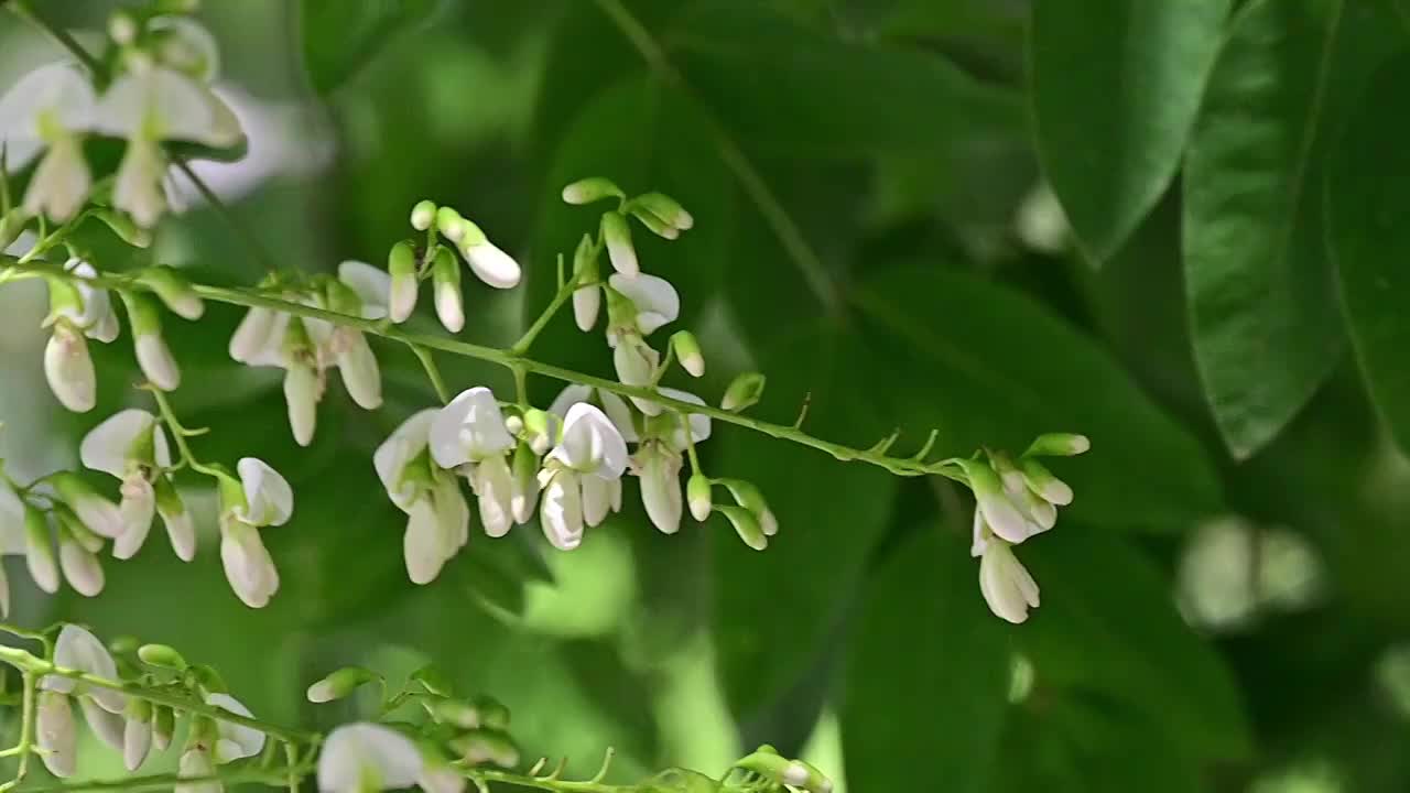 夏天的阳光透过槐树槐花逆光照射慢镜头视频素材