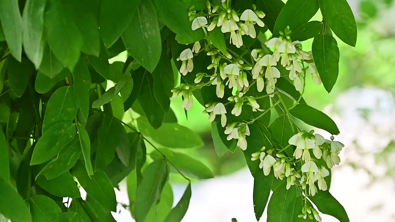 夏天的阳光透过槐树槐花逆光照射慢镜头视频素材