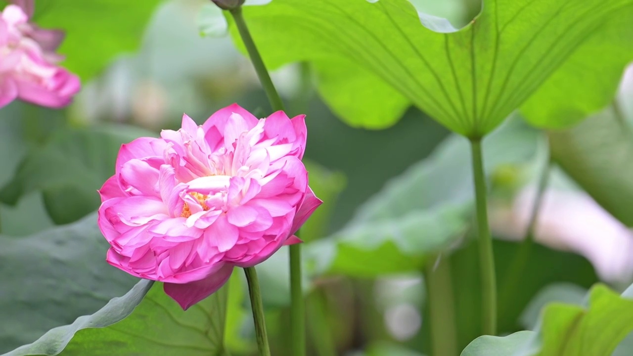 夏日上海大宁公园荷花池盛开的荷花视频素材