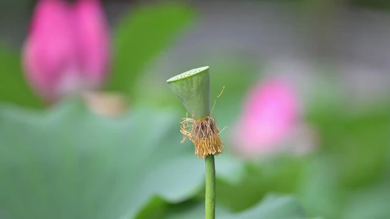 夏日上海大宁公园荷花池盛开的荷花视频素材