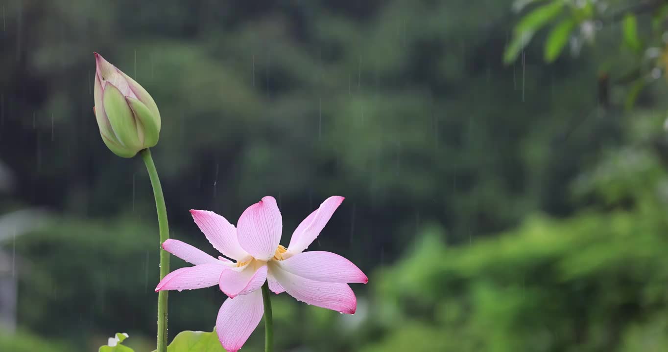 细雨落荷花视频素材