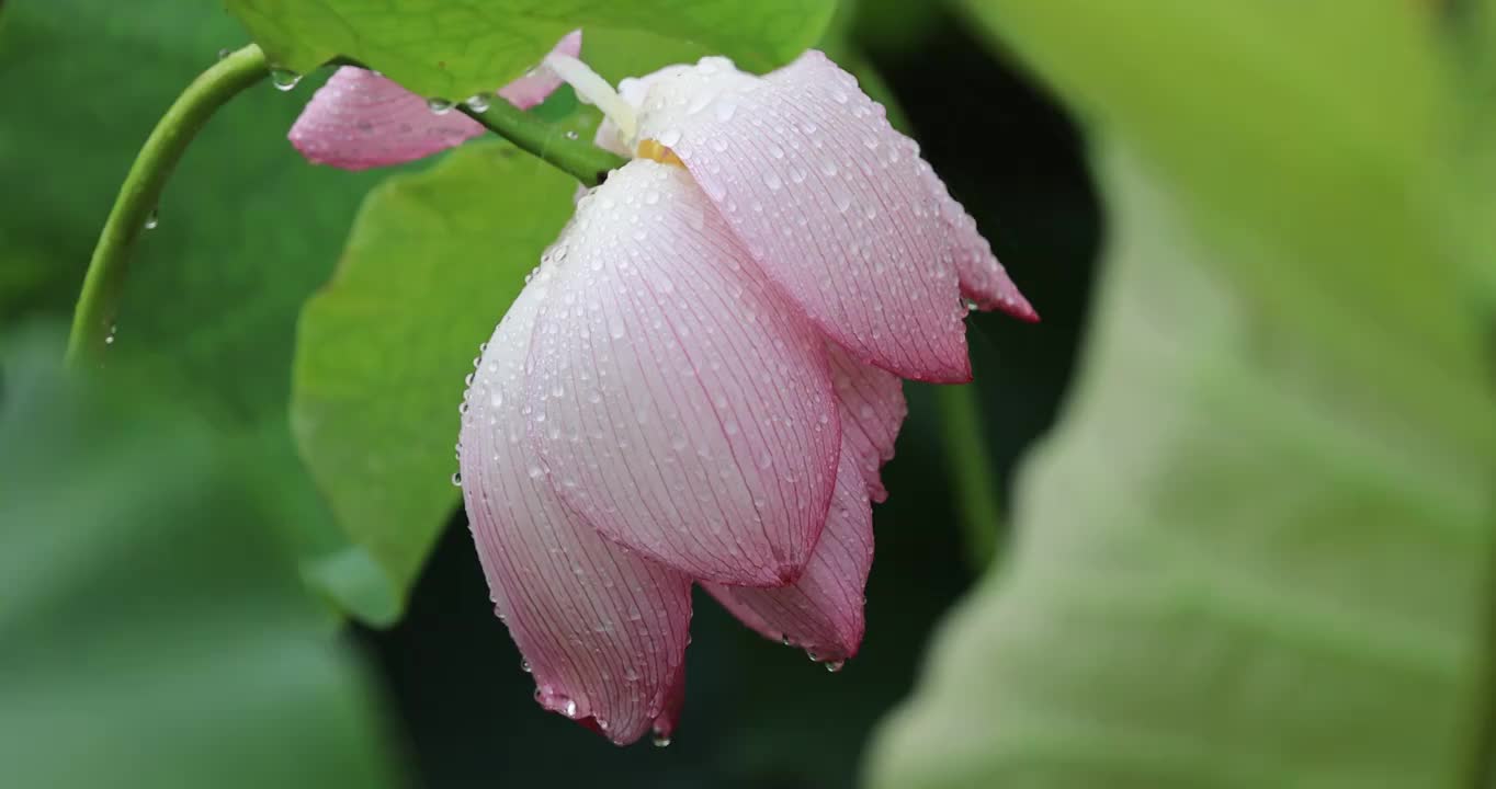 雨中荷花沾满雨珠视频素材