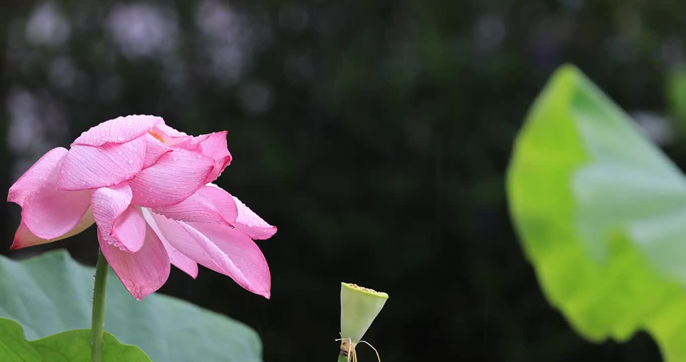 雨打荷花溅雨珠视频素材