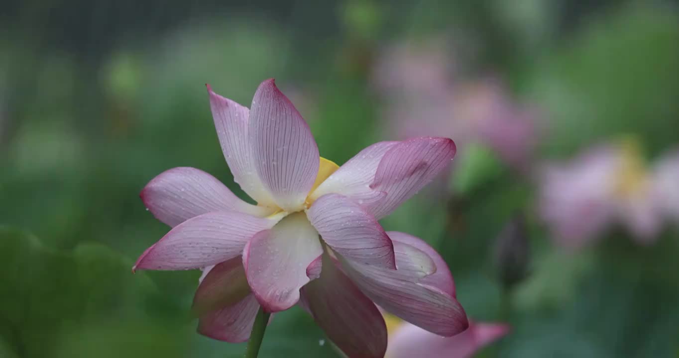 荷花在风雨中飘摇视频素材