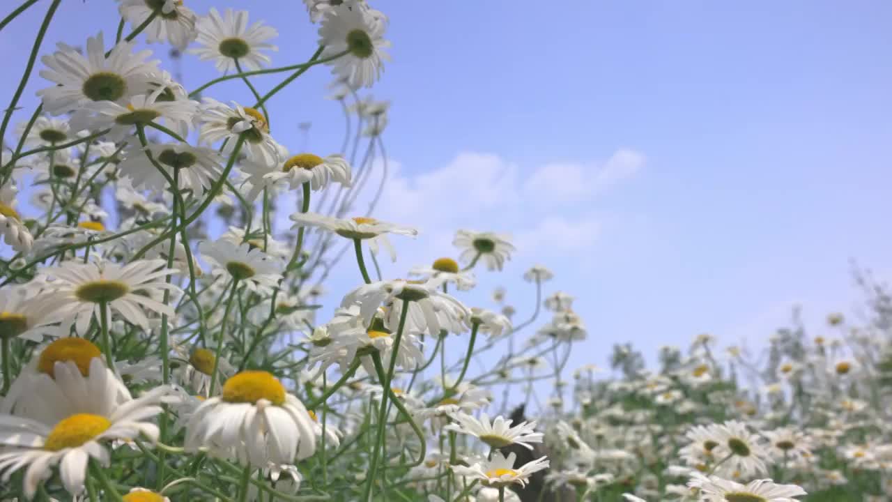 蓝天白云下夏天绿色清新的小雏菊花海实视频素材