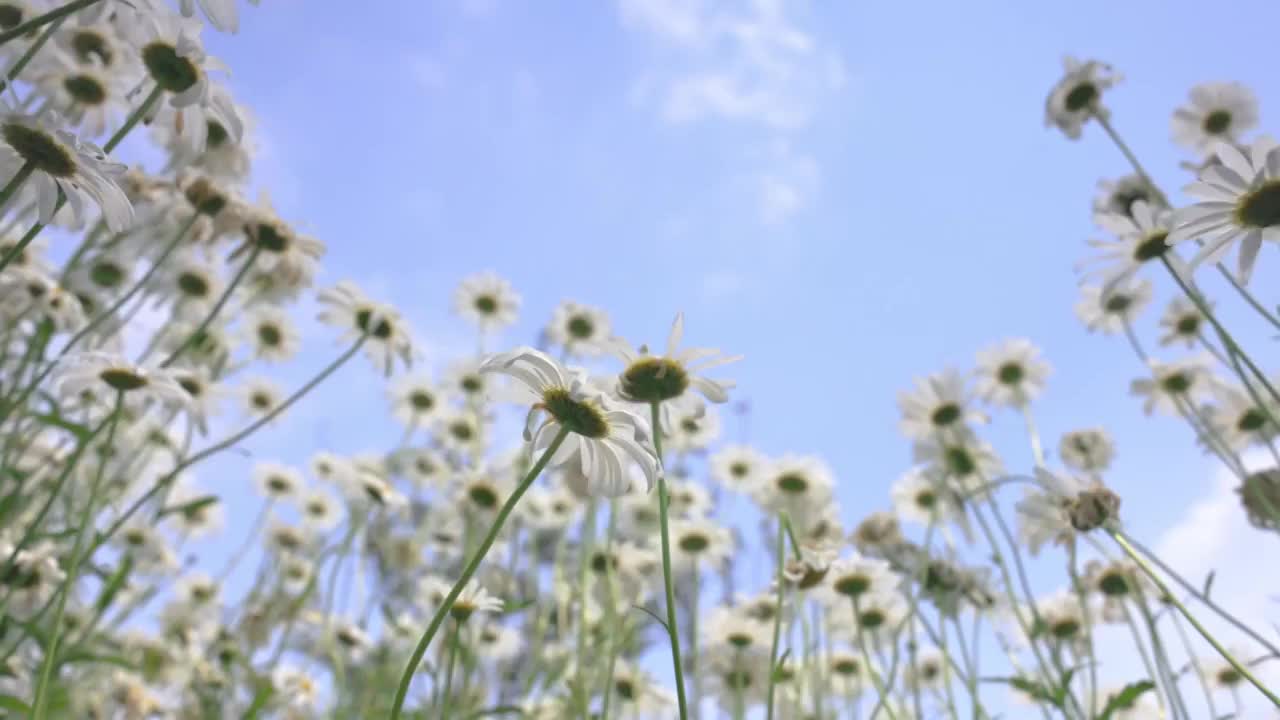 蓝天白云下夏天绿色清新的小雏菊花海实视频素材