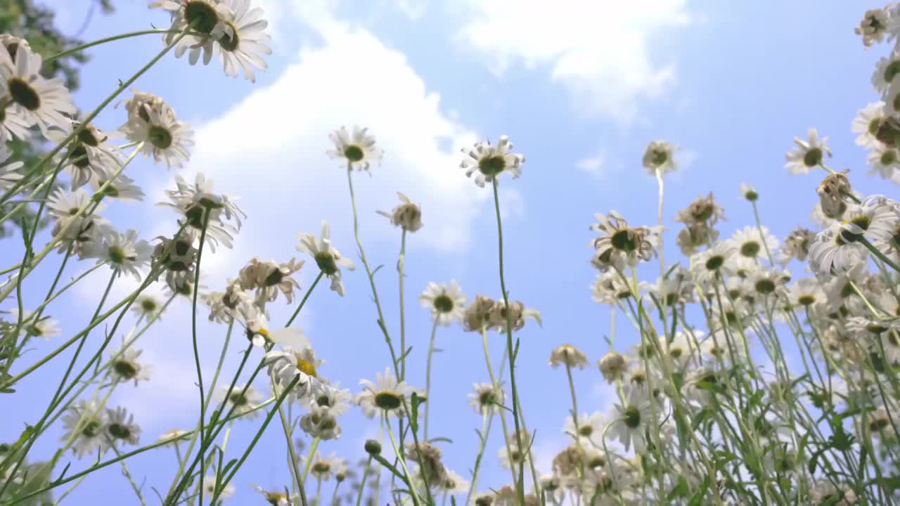 蓝天白云下夏天绿色清新的小雏菊花海实视频素材