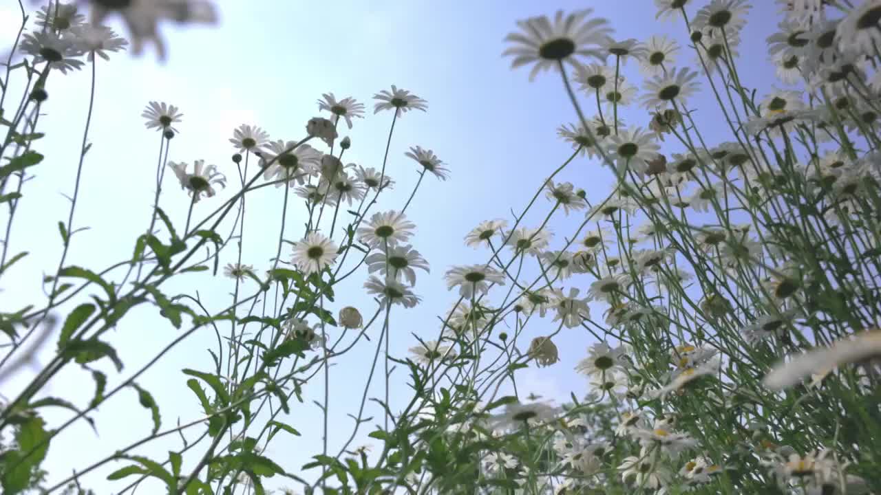 蓝天白云下夏天绿色清新的小雏菊花海实视频素材