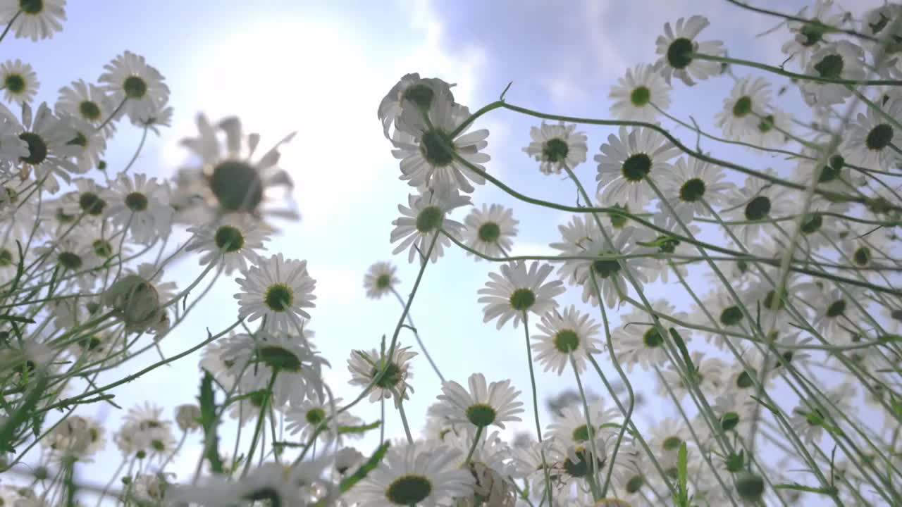 蓝天白云下夏天绿色清新的小雏菊花海实视频素材