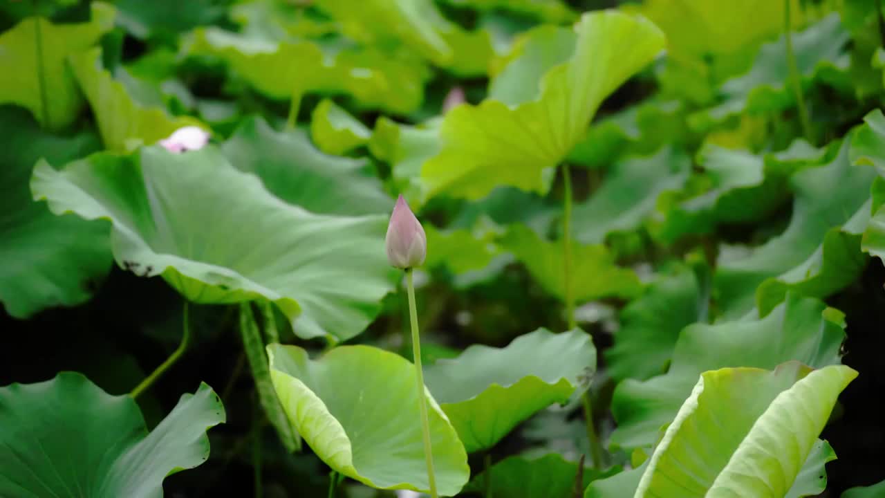 雨中荷塘荷花池里的荷叶荷花视频素材