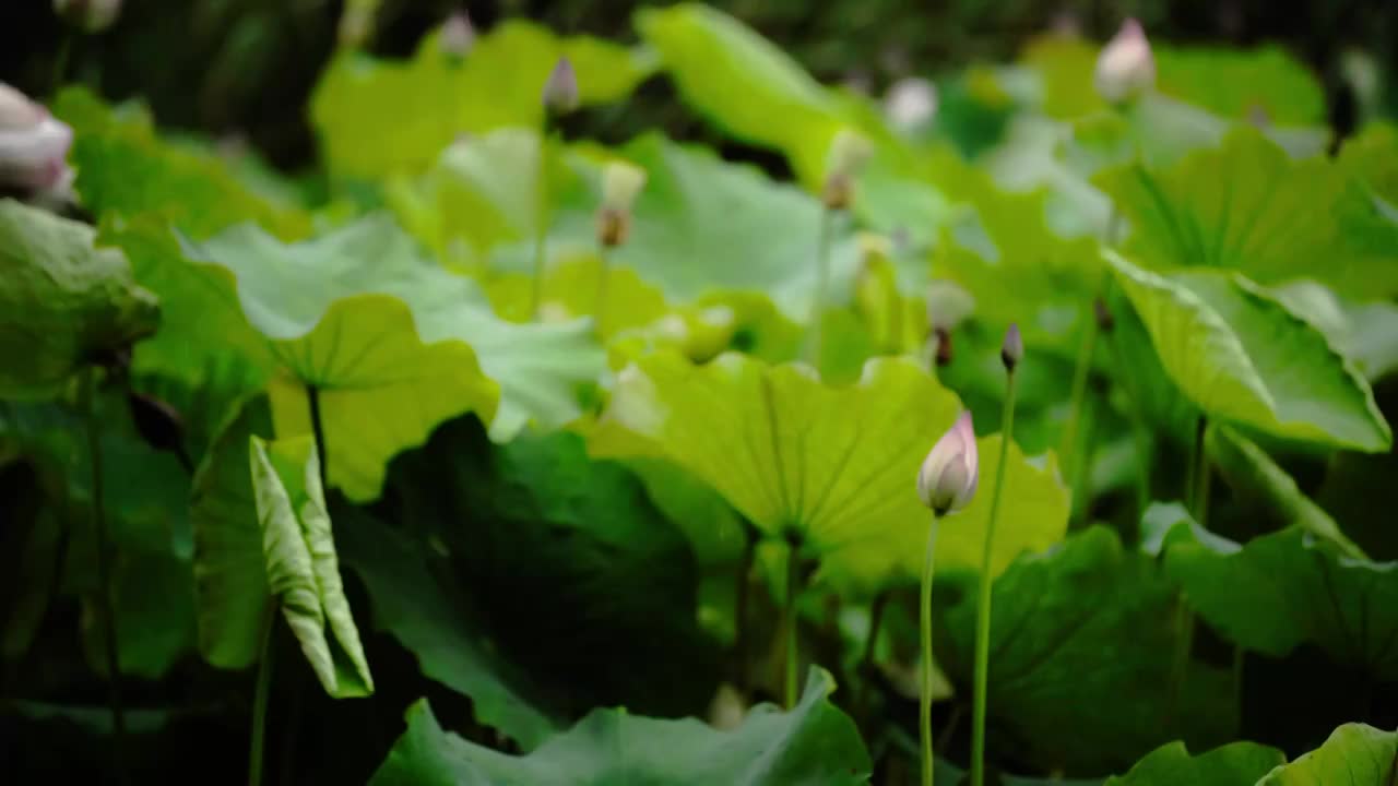 雨中荷塘荷花池里的荷叶荷花视频素材