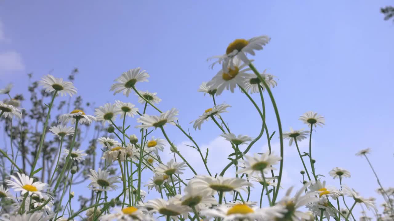 蓝天白云下夏天绿色清新的小雏菊花海实视频素材