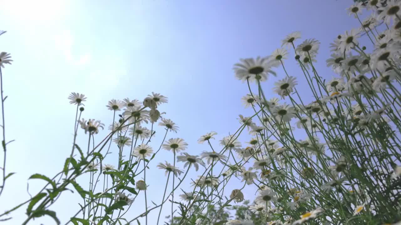 蓝天白云下夏天绿色清新的小雏菊花海实视频素材