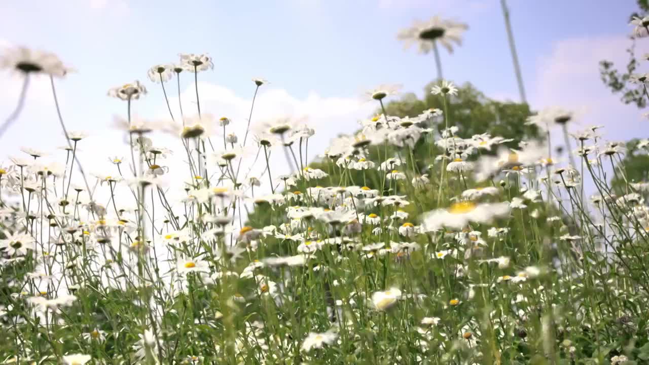 蓝天白云下夏天绿色清新的小雏菊花海实视频素材