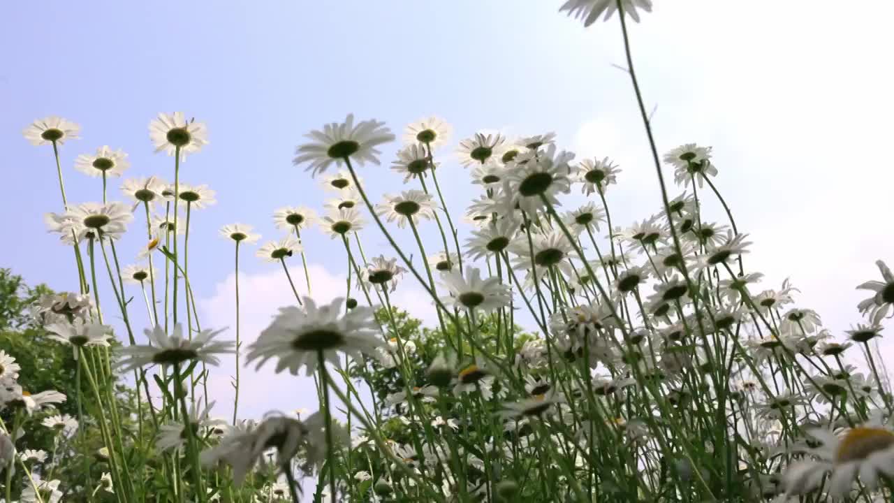 蓝天白云下夏天绿色清新的小雏菊花海实视频素材